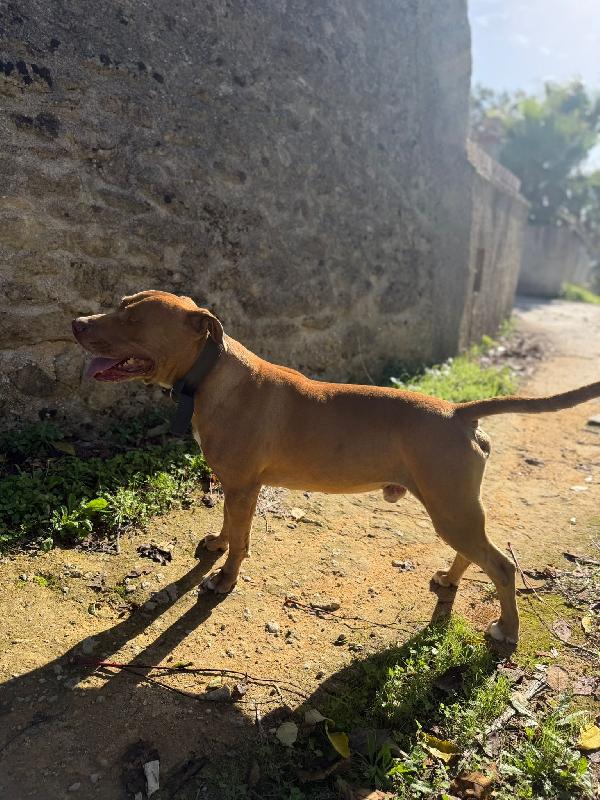 Loki, pitbull dolcissimo. Foto 2