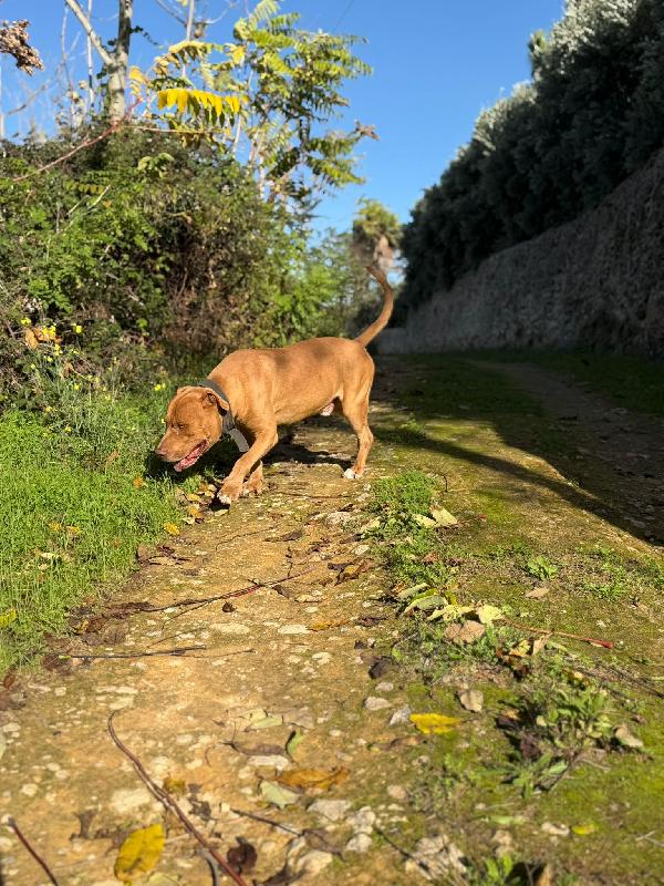 Loki, pitbull dolcissimo. Foto 3
