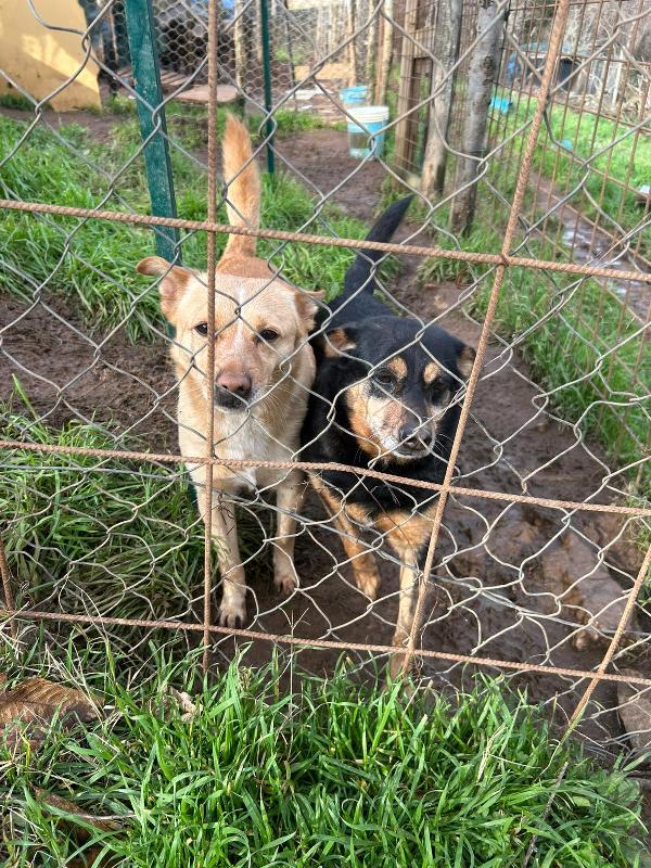 Adozione Di Coppia: Dasy E Ringo, Teneri Cagnolini 