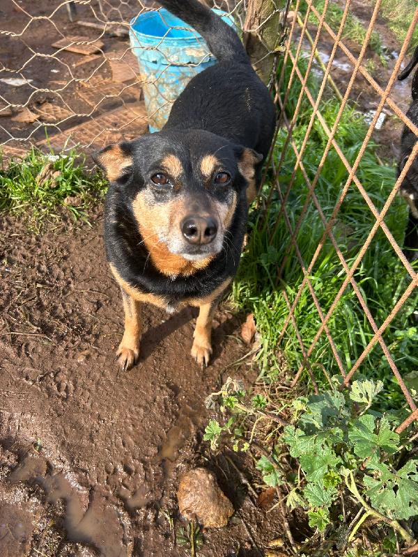 ADOZIONE DI COPPIA: DASY E RINGO, TENERI CAGNOLINI  Foto 2