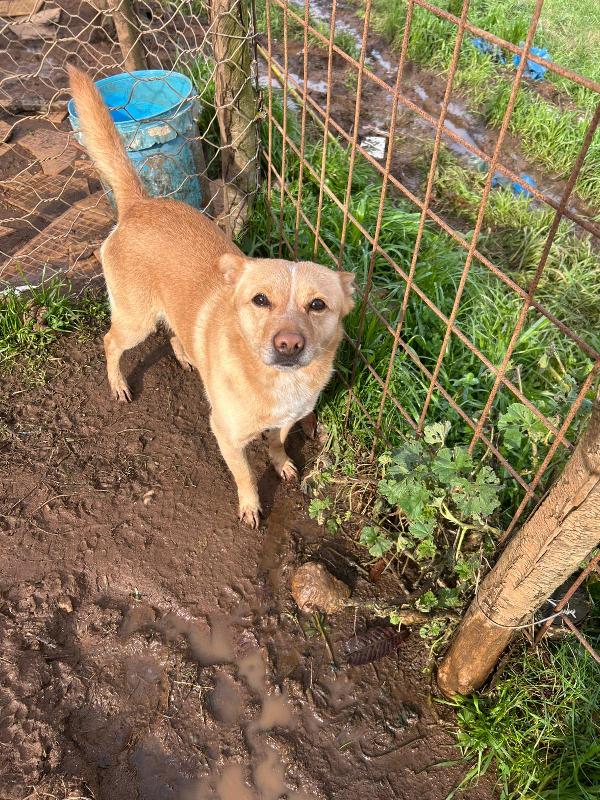 ADOZIONE DI COPPIA: DASY E RINGO, TENERI CAGNOLINI  Foto 3
