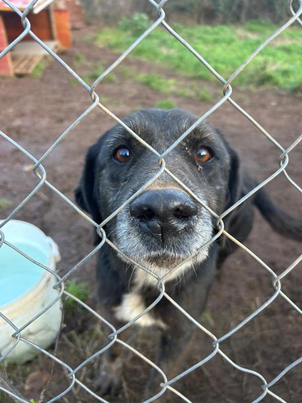 Nerina splendida cagnolona cerca amore  Foto 2