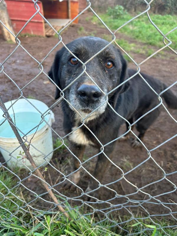 Nerina splendida cagnolona cerca amore  Foto 3