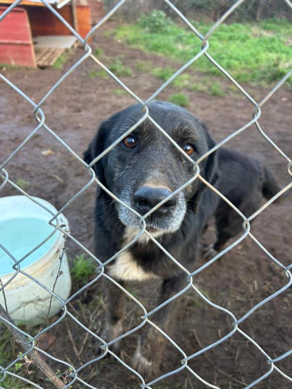 Nerina splendida cagnolona cerca amore  Foto 4