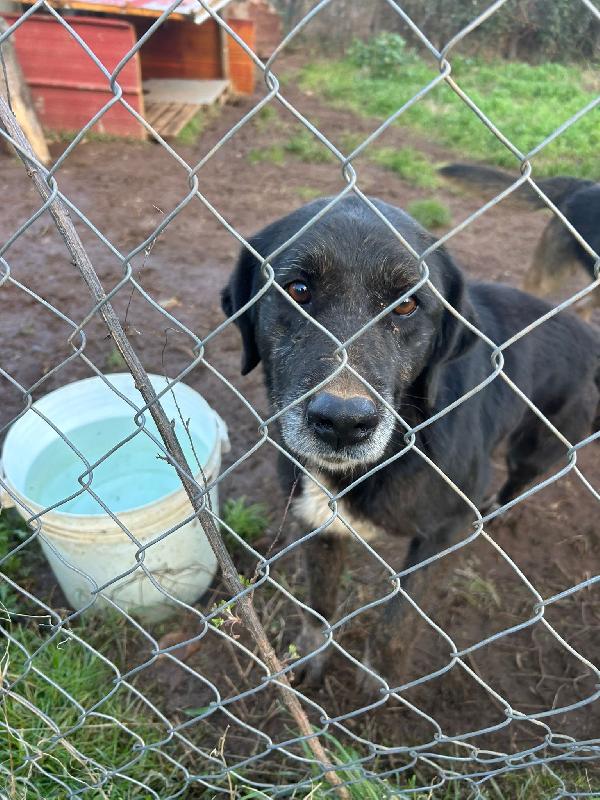 Nerina splendida cagnolona cerca amore  Foto 5