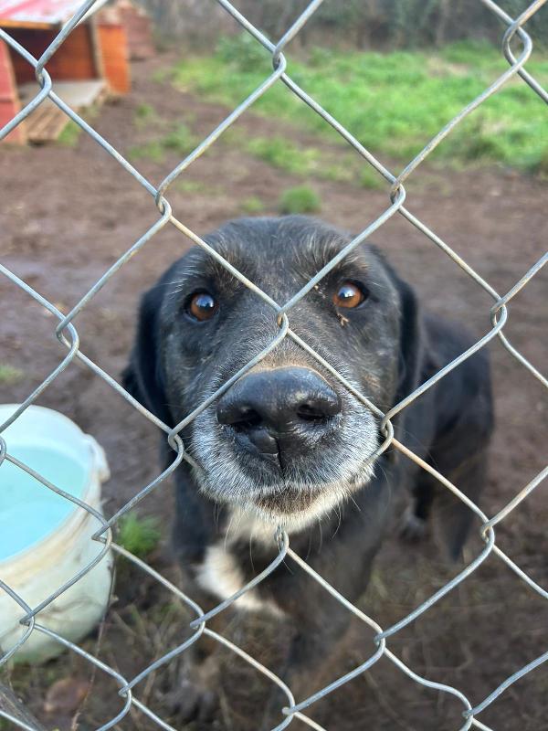 Nerina splendida cagnolona cerca amore  Foto 6