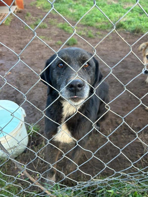 Nerina splendida cagnolona cerca amore  Foto 7