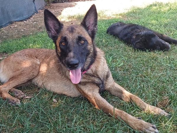 Laika, Pastore Belga Malinois, Cerca Casa
