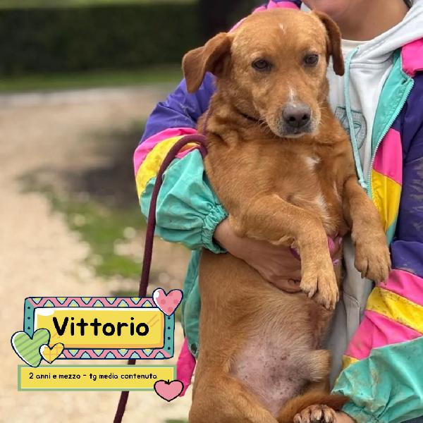 Vittorio Dolce Cagnolino Equilibrato  Cerca Casa - 2 Anni E Mezzo Taglia Media 