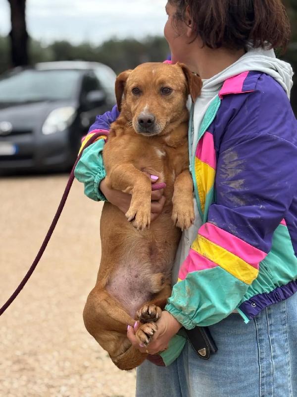 Vittorio dolce cagnolino equilibrato  cerca casa - 2 anni e mezzo taglia media  Foto 2