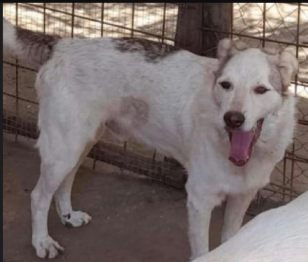 Basilio 5anni salvato 3anni da 1lager.ROMA Foto 2
