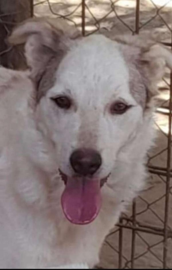 Basilio 5anni salvato 3anni da 1lager.ROMA Foto 3