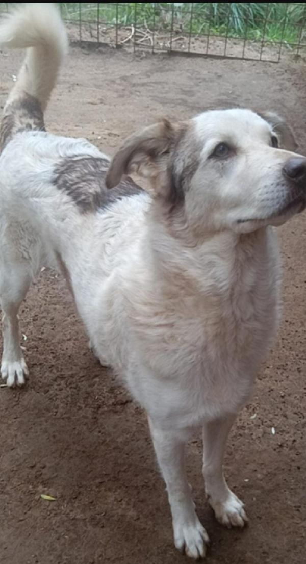 Basilio 5anni salvato 3anni da 1lager.ROMA Foto 5