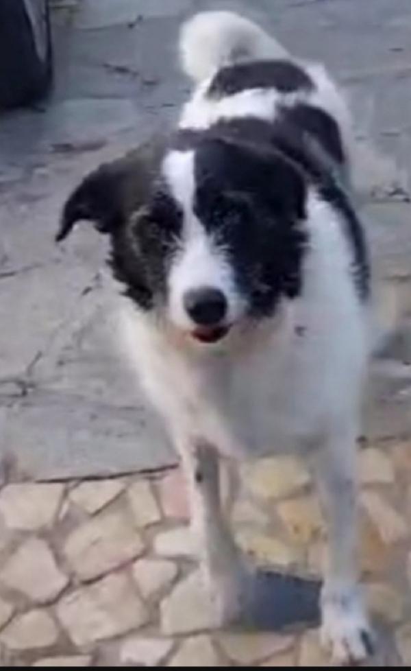 Mara adultq tolta da una misera vita! NAPOLI Foto 2