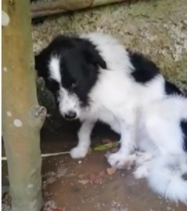 Mara adultq tolta da una misera vita! NAPOLI Foto 4