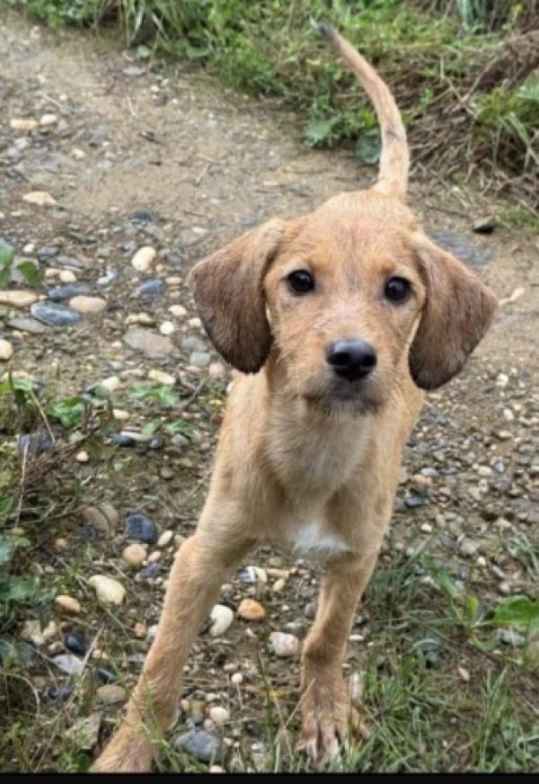 MIMÌ 10mesi meravigliosa arrivata in FRIULI Foto 2