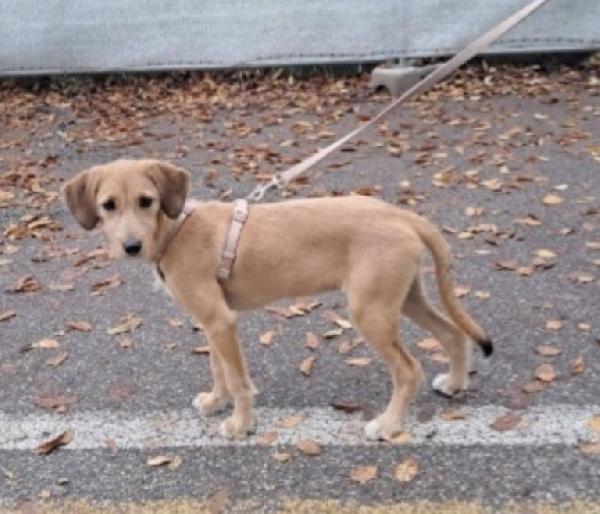 MIMÌ 10mesi meravigliosa arrivata in FRIULI Foto 3