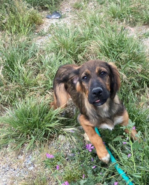 Aron 2Anni ( Mamma Setter) In Canile Da Tanto.calabria