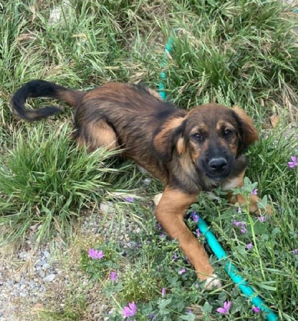 Aron 2anni ( mamma Setter) in canile da tanto.CALABRIA Foto 2