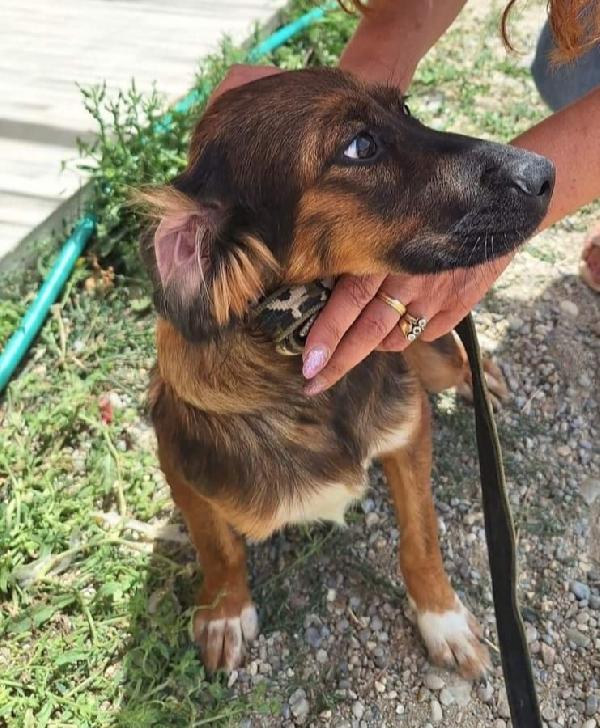 Aron 2anni ( mamma Setter) in canile da tanto.CALABRIA Foto 3
