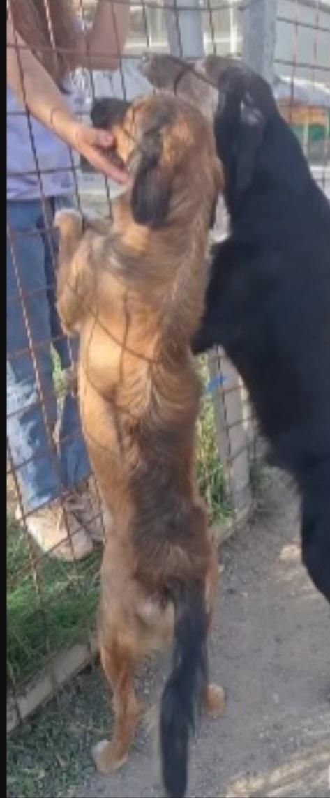 Aron 2anni ( mamma Setter) in canile da tanto.CALABRIA Foto 4