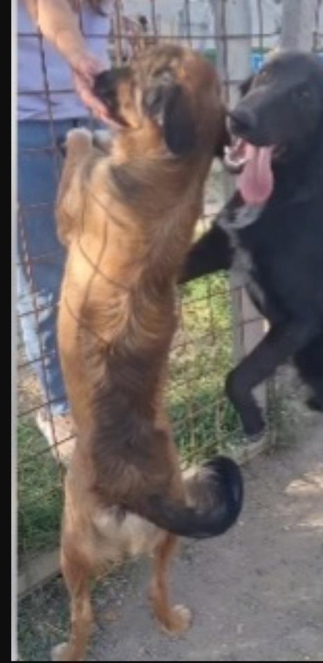 Aron 2anni ( mamma Setter) in canile da tanto.CALABRIA Foto 5