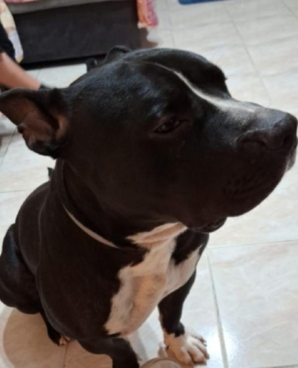 American Bully Quasi 3Anni Finito In Box. Torino Urgente