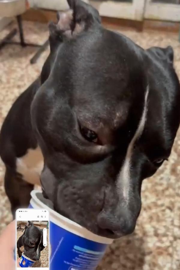 American bully quasi 3anni FINITO IN BOX. TORINO URGENTE Foto 2