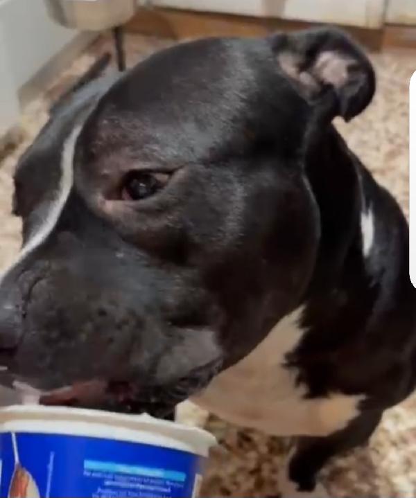 American bully quasi 3anni FINITO IN BOX. TORINO URGENTE Foto 3