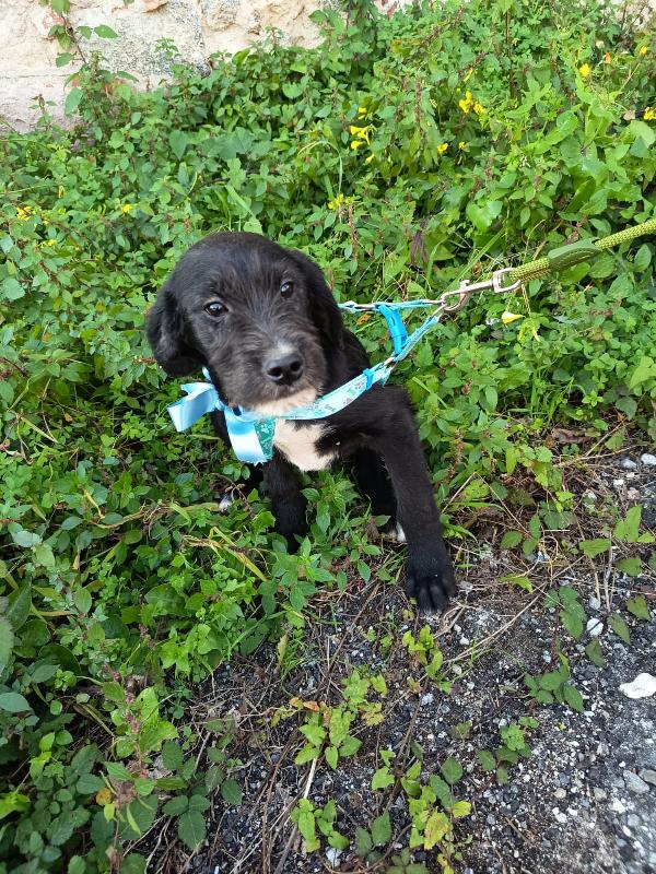 UNA MAMMA PER SIRIO Foto 2