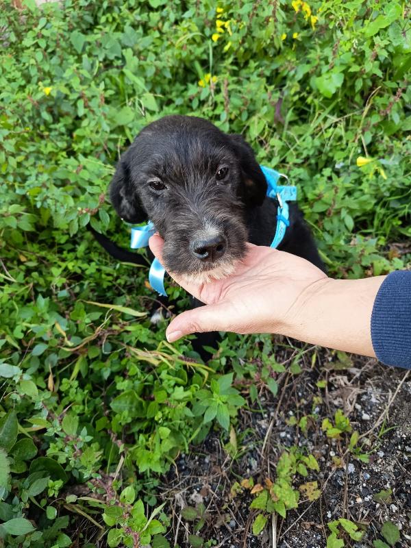 UNA MAMMA PER SIRIO Foto 3