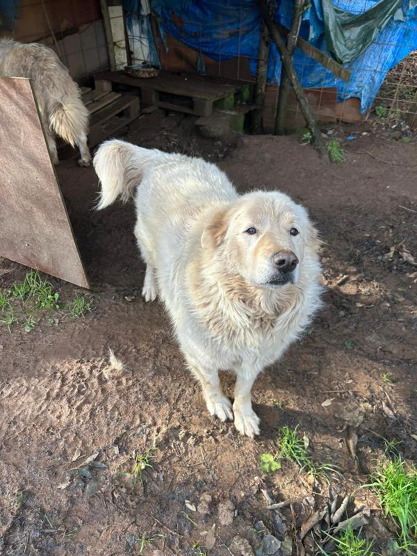Biancone splendido dolcissimo simil maremmano cerca casa  Foto 2