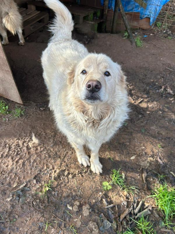 Biancone splendido dolcissimo simil maremmano cerca casa  Foto 4