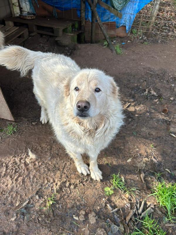 Biancone splendido dolcissimo simil maremmano cerca casa  Foto 5