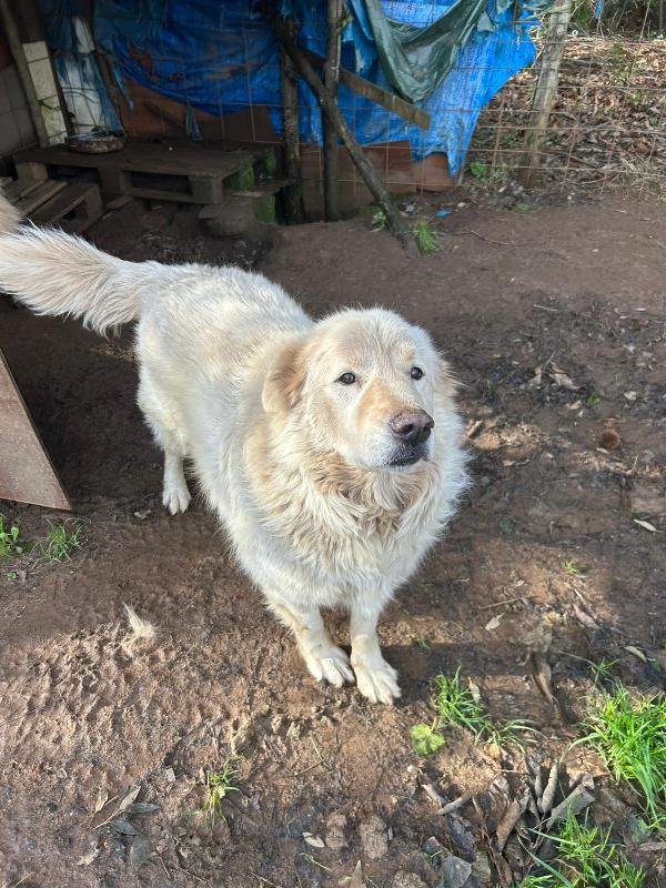 Biancone splendido dolcissimo simil maremmano cerca casa  Foto 6