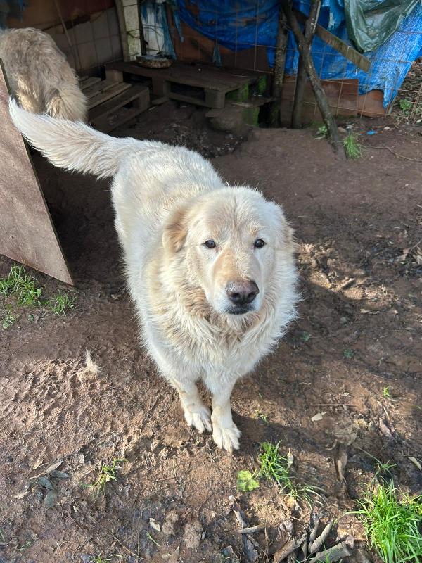 Biancone splendido dolcissimo simil maremmano cerca casa  Foto 7