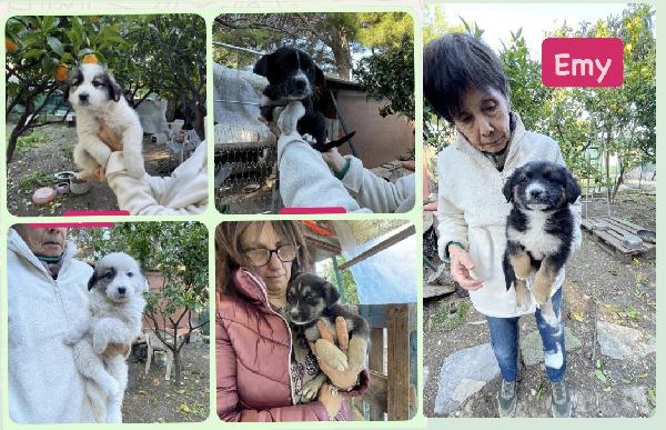 5 Cucciole Cercano Casa 