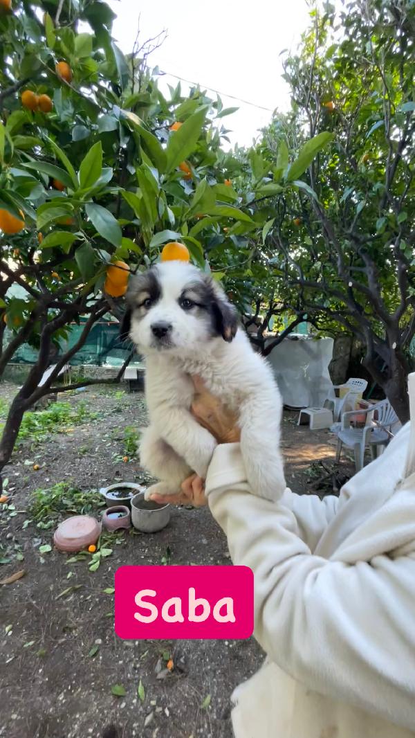 5 cucciole cercano casa  Foto 2