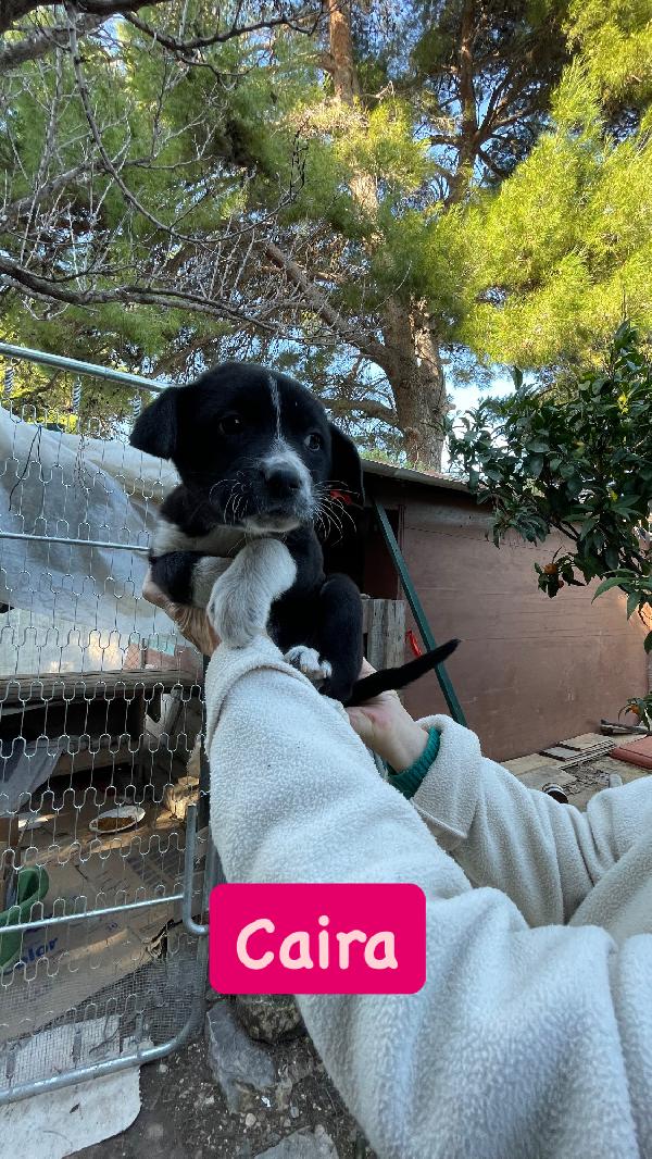 5 cucciole cercano casa  Foto 3