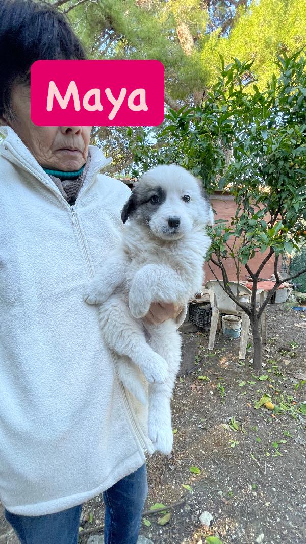 5 cucciole cercano casa  Foto 4