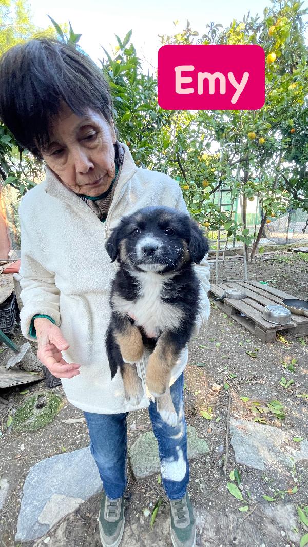 5 cucciole cercano casa  Foto 6