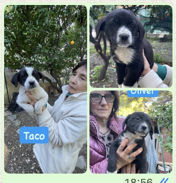 3 Cuccioli Cercano Casa 