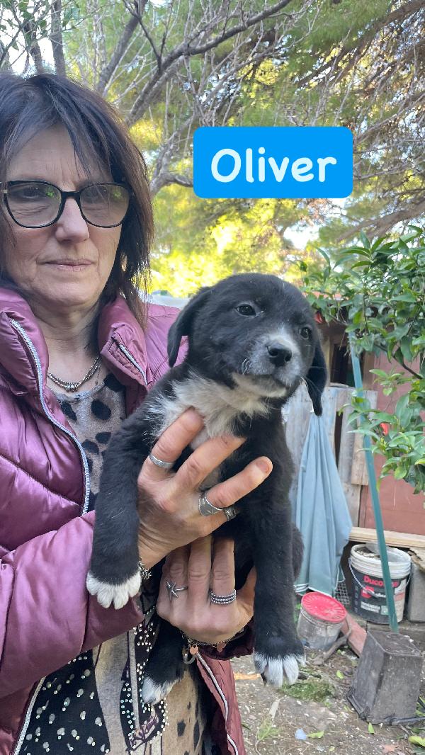 3 cuccioli cercano casa  Foto 2