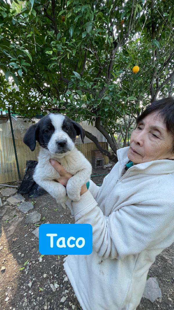 3 cuccioli cercano casa  Foto 3