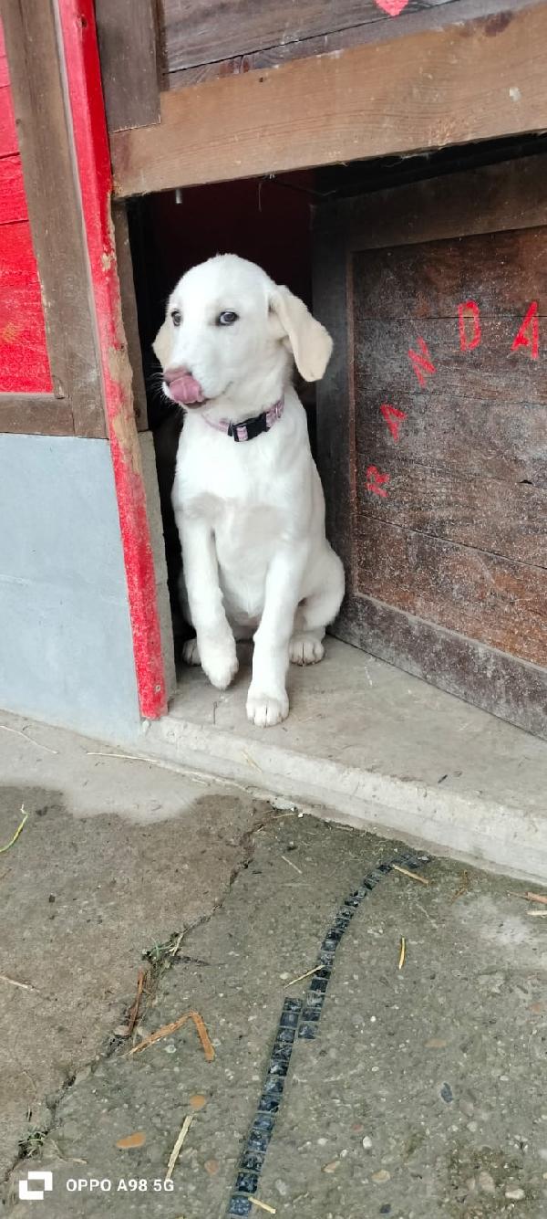 Sandy e Danny due meraviglie di 4 mesi e mezzo cercano casa Foto 6