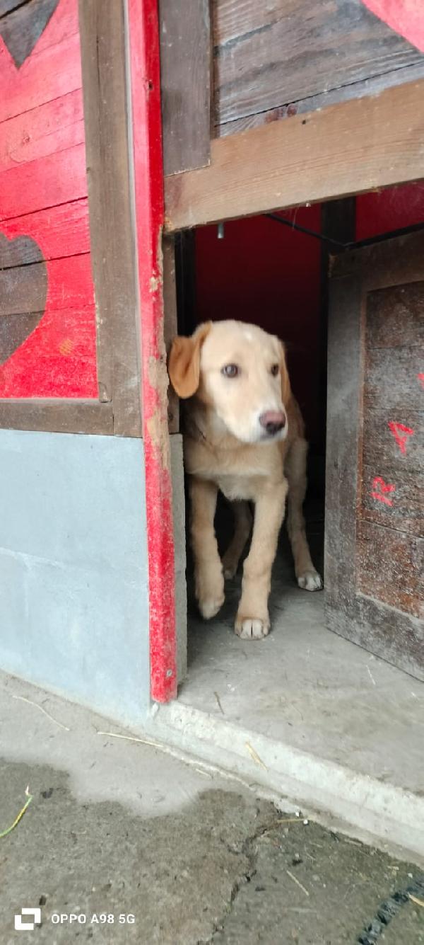Sandy e Danny due meraviglie di 4 mesi e mezzo cercano casa Foto 7