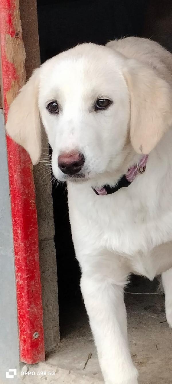 Sandy e Danny due meraviglie di 4 mesi e mezzo cercano casa Foto 8