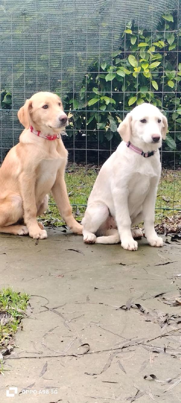Sandy e Danny due meraviglie di 4 mesi e mezzo cercano casa Foto 9