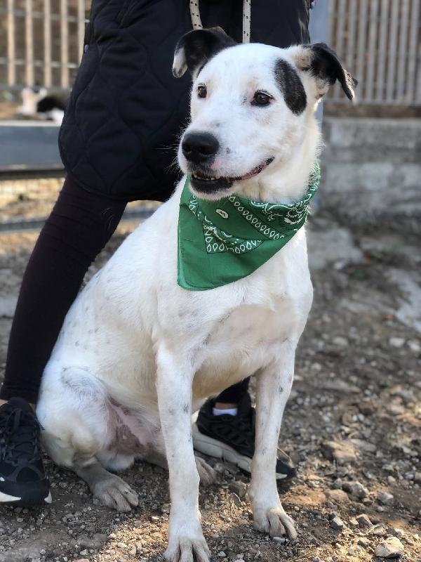 Stracciatella Foto 3