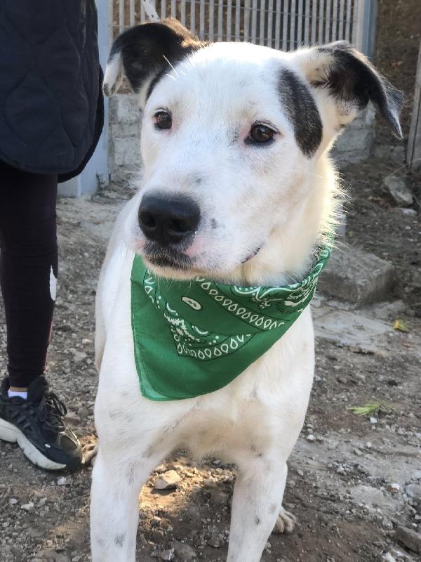 Stracciatella Foto 4